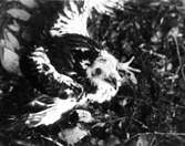Pernis apivorus, bivråk                         Bivråk-unge i boet, bredvid ungen ligger cellkakor från getingbo samt ett rötägg, men detta skymmes av ena vingen   Skråböle, Alsen 5 aug. 1930               Foto N. Nilsson
