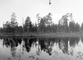 Fiskgjuse, Pandion haliaetus               Särna …., Dalarna                            Foto E. Geete