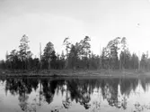 Häckningsterräng för fiskgjuse, Pandion haliaetus                                           Idre, Dalarna 24 maj 1924                   Foto E. Geete