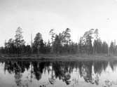 Häckningsterräng för fiskgjuse, Pandion haliaetus                                           Idre, Dalarna 24 maj 1924                   Foto E. Geete