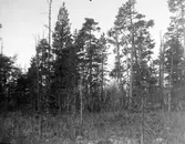 Pandion haliaetus, fiskgjusebo             Särna …., Dalarna                               Foto E. Geete