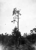 Haliaeetus albicilla, hafsörnbo               Askö, Tullgarns kronopark                  foto W. Engdahl