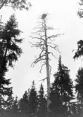 Bo av fiskgjuse, Pandion haliaetus   Kälabackens skog                     Rödöns socken 24/6 1918                  Foto N. Nilsson
