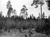 Boplats för havsörn, Haliaeetus albicilla Foto Bo W. Strömer