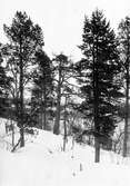 Bo af kungsörn, Aquila chrysaetos i talldunge mellan fjället Ripainen och Ripaisenjock, norr om viken Laimolathi af Torneträsk                                      Foto E. Wibeck den 17 april 1919