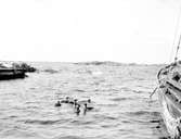 Ejder-ungar (Somateria mollissima)   i Häfringe hamn.Augusti 1907