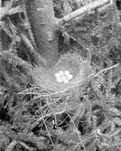 Bo av Nötskrika ( Garrulus glandarius) 1920