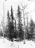 Boplats för Lavskrika(Garrulus infaustus) 17 April 1920