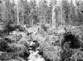 Häckterräng för Gärdsmyg  (Troglodytes troglodytes) 21 Maj 1914