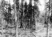 Biotop för Videsparv (Emberiza rustica) starkt försumpad granskog i Ljuså kronopark.