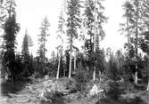 Biotop för Sidensvans(Bombycilla garrulus) 5 Juni 1931