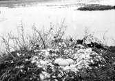 Bo av Sångsvan (Cygnus cygnus) i göl undangömt mellan skogstråk. 15 Juni 1927.