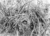 Bo av Gransångare(Phylloscopus collybita) 21 Juni 1927.