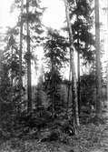 Bo av Sidensvans (Bombycilla garrulus)  5 Maj 1931.