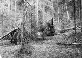 Häckterräng för Gärsmyg (Troglodytes troglodytes) i en glänta i granskog på Ofvansjö kronopark,Marke sumpig,utmed en källbäck.Flera rotvältor,gärdsmygen hade bo i den som synes närmast mitten. 17 Maj 1914
