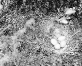 Bo av Tjäder (Tetrao urogallus) under en större lummig gran.