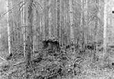 Häckterräng för (Tetras Bonasia) ,boet låg uppe på den stora stubben mitt i bilden.Mycket tät blandskog av björk,tall ock gran. 2 Juni 1915.