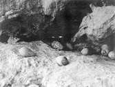 Bo av Sillgrisla (Uria aalge) Från klippan vid svarthällarna, på stora Karlsös sydöstra sida i slutet av Maj,