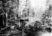 Häckterräng för Tjäder (Terao urogallus) 19 Juni 1909.