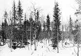 Häckterräng för Lavskrika (Perisoreus infaustus) Nära Ållo luokta,nära stora Lulevattnet. !7 April 1920