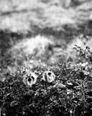 Ungar av Myrspov( Limosa lapponica) 23 Juni 1930