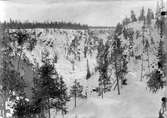 Häckningsplats för Berguv (Bubo bubo) 1923