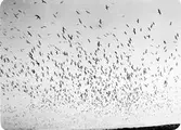 Fågelmoln bestående av Fiskmås (Larus canus) och Silvertärna (Sterna paradisaea) 25 Maj 1928