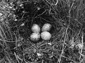 Bo av Morkulla (Scolopax rusticola)     16 Juli 1922