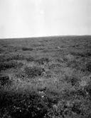 Boplats för Myrspov (Limosa lapponica)  23 Juni 1930