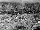 Ruvande Strandpipare (Charadrius)      15 Maj 1927