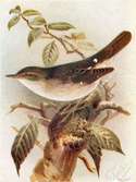 Kärrsångare, (Acrocephalus palustris)