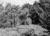 Boplats för Gulhämpling, (Serinus serinus) 29 Maj 1947