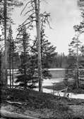 Boplats för Knipa (Bucephala clangula) 21 Maj 1925