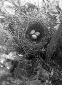 Bo av Stenknäck (Coccothraustes coccothraustes)  1920