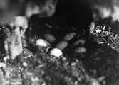 Bo av Snatterand (Anas strepera)           27 Maj 1941