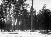 Boträd för Tättingar (Passeriformes)      3 April 1924