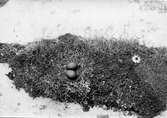 Lestors parasitiea, Bullerön 1913, foto Anders Liljefors