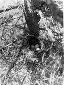 Bo av skogssnäppa i ett gammalt tallträd, Önet, 4 juni 1924. N Nilsson