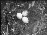 Säkerligen bo av ormvråk, Buteo vulgaris foto vem?