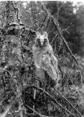 Unge av hornuggla, Asio otus 6/6 1930