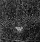 Bo av blå kärrhök ö.s.ö om kristianstad, skåne, foto G. Nordqvist 18/6 1930?