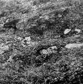 Unge av fjällpipare(charadrius morinellus) tryckande vid en sten. Foto A:Roman 1903