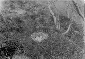 Bo av Anser segelum(Gabalis)23.III.1915 nitsjoki, Kuuruväydicni fjäll(regio subalpina)  foto Carl Finnilå?