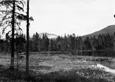 Häcktrräng och , för x boplats för smålom Colymbus septetrionalis? Frostviken s: Jämtland E.Wibeck 28/6 1923
