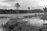 Biotop för smålom, colymbus septentionalis, frostviken, jämtland foto E.Wibeck  28/6 1923