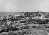 Boplats för en tordmule koloni ,för skärpiplärka, blockstrand med riklig Angelica-vegetation å Östra Norrkobben i n.delen av Lynge skärgård. Stockholms län foto E.Wibeck 15/6 1937