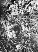 Bo av gulnäbbade Hämplingen Carduelis flavirostris 22/6 1951