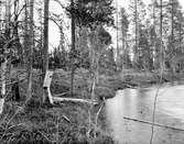 Knipholk i (?) 3 oruv. Ägg 21/5 1925. Knipholk vid stranden av Sohonggijaune 1 mil n. om mussjek Jokkmokk. Holken innehöll vid fototillfället 3 st oruv. Knipägg