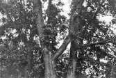Boträd för gulhämpling, Falsterbo 1942