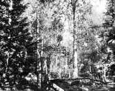 Muscicapa parva, biotop. Boet markerat med kryss. (Text skrivet på finska) Sordavala 9.6 1931